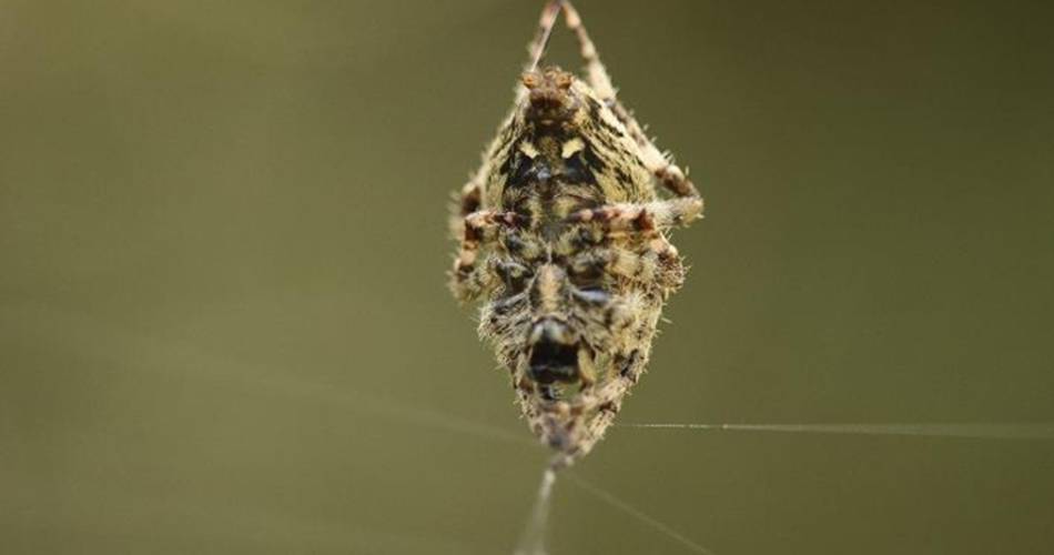 Les sorties Biodiv’ABC du Parc : les araignées de nos contrées@© N. Lassauge - le Parc