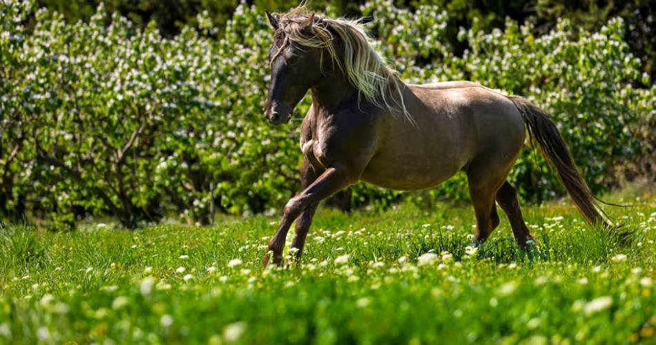 Les Écuries En'Vol@Écuries En'Vol