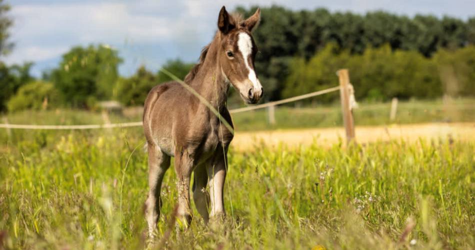 Les Écuries En'Vol@Écuries En'Vol