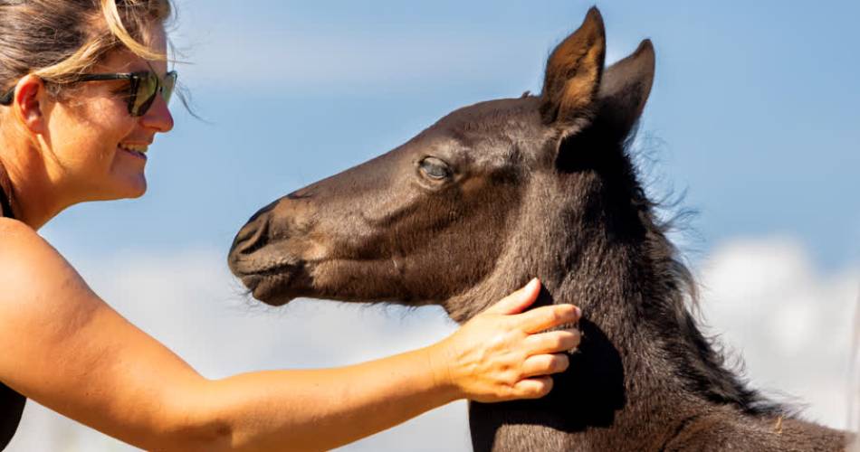 Les Écuries En'Vol@Écuries En'Vol