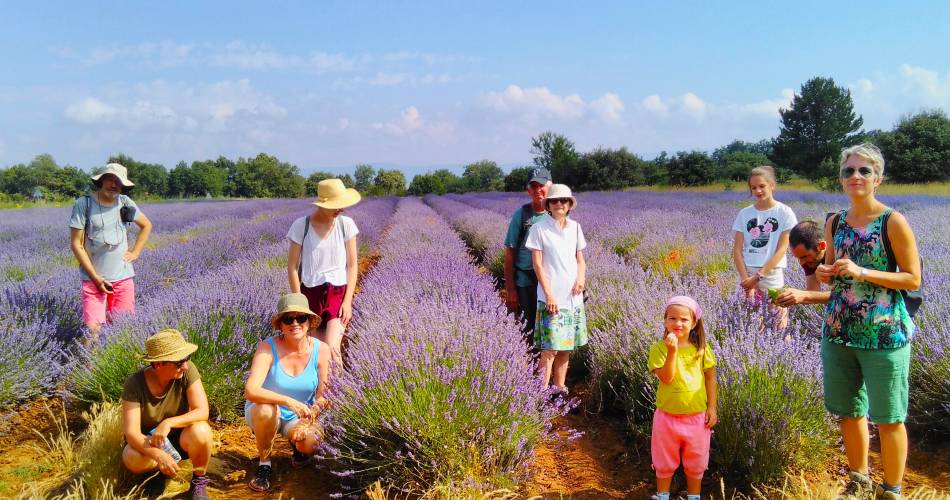 Randonnée lavandes et plantes aromatiques@Corinne Mangeot
