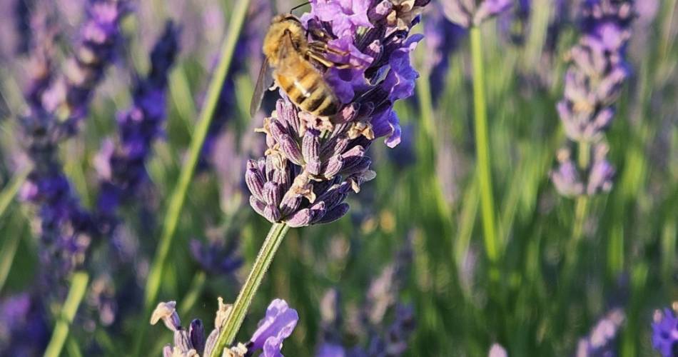 Randonnée lavandes et plantes aromatiques@Corinne Mangeot