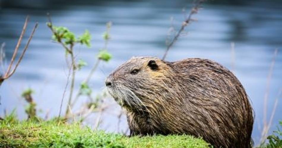 Rendez-vous Nature : À la découverte du castor et des oiseaux de la Durance@Vaucluse département