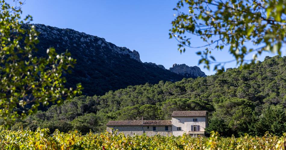 A day between Ventoux and Dentelles de Montmirail in the heart of our vineyards, lunch included@Château La Croix des Pins