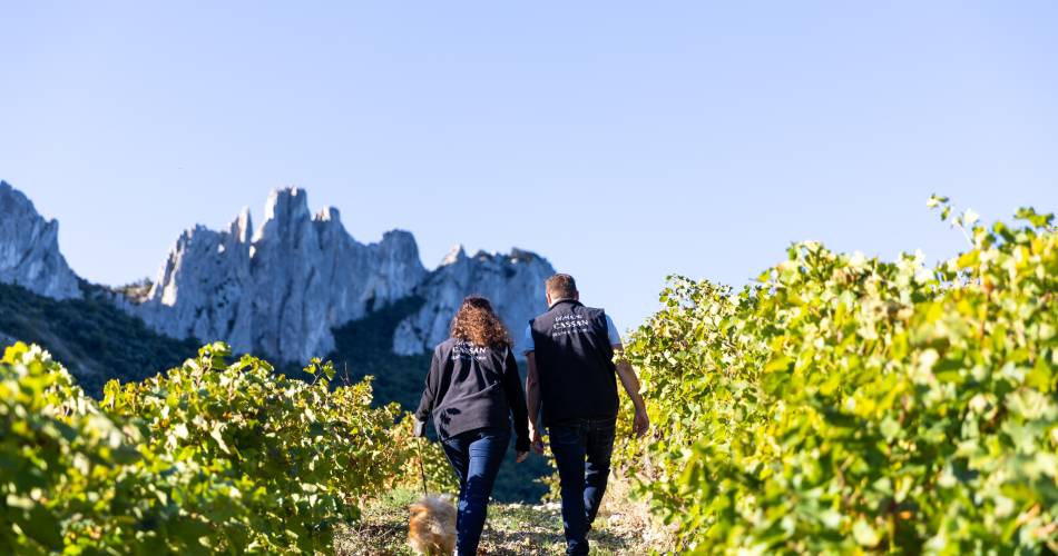 A day between Ventoux and Dentelles de Montmirail in the heart of our vineyards, lunch included@Château La Croix des Pins