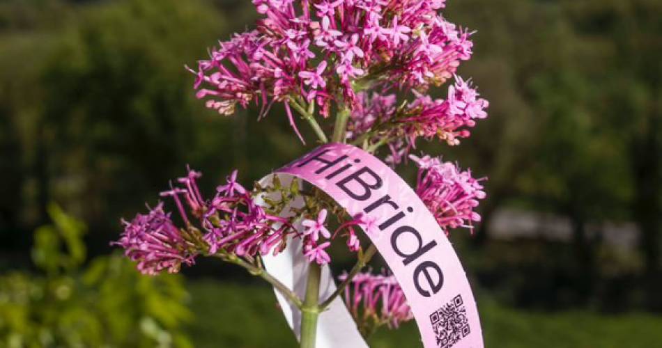 Les soirées de l'été à la ferme HiBride : Journée Solstice : Brunch du dimanche Midi à 22:00 !@Les soirées de l'été à la ferme HiBride : Soirée Echo_Villelaure