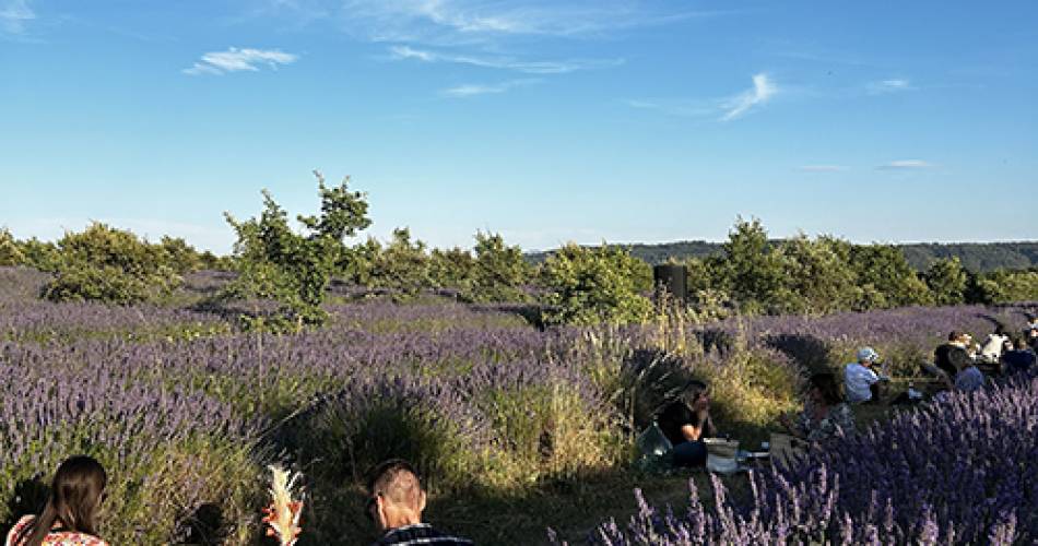 Picnic en Luberon – Au cœur des Lavandes à Cucuron@La Fromagerie de Cucuron et Kanaï Traiteur