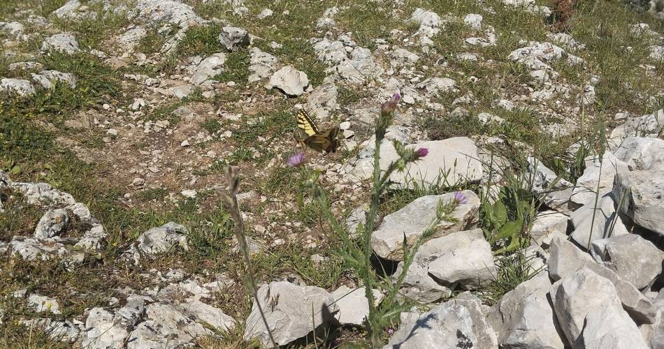 MAUBEC - La draille des frères Nouguier@©Coralie Calès - PNR Luberon