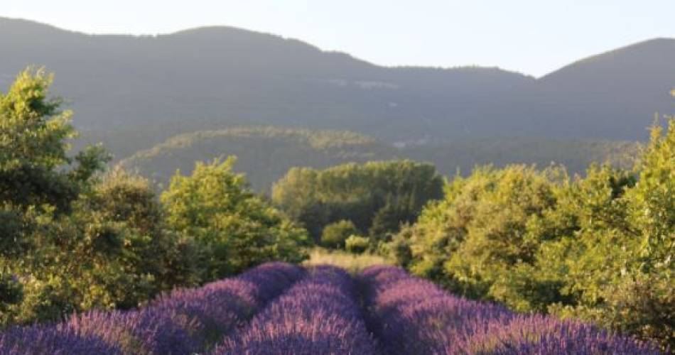Massage aromatique au cœur des lavandes par Ayvurveda@Massage aromatique au cœur des lavandes par Ayvurveda_Cucuron