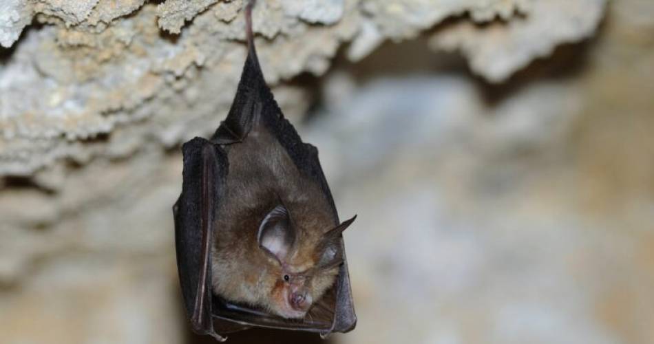 Chiroptères et zones humides à Monteux@J-C. Tempier – CEN PACA