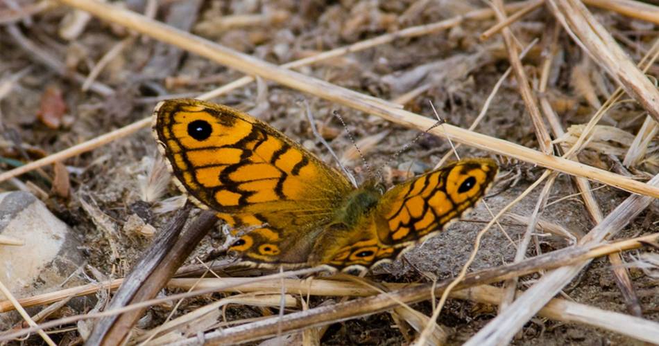 LAURIS - Portalas et biodiversité en chemin@©Jean Denis