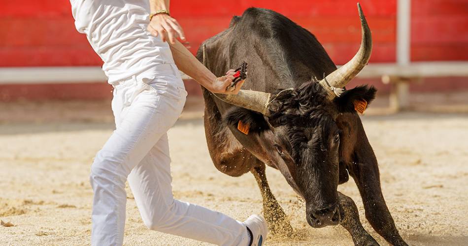 De Joseph d’Arbaud à la course Camarguaise - Exposition@Aude Hélart photographies