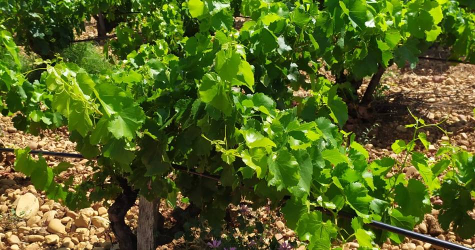 Pique nique entre vignes et oliviers au Château Maucoil@© Maucoil