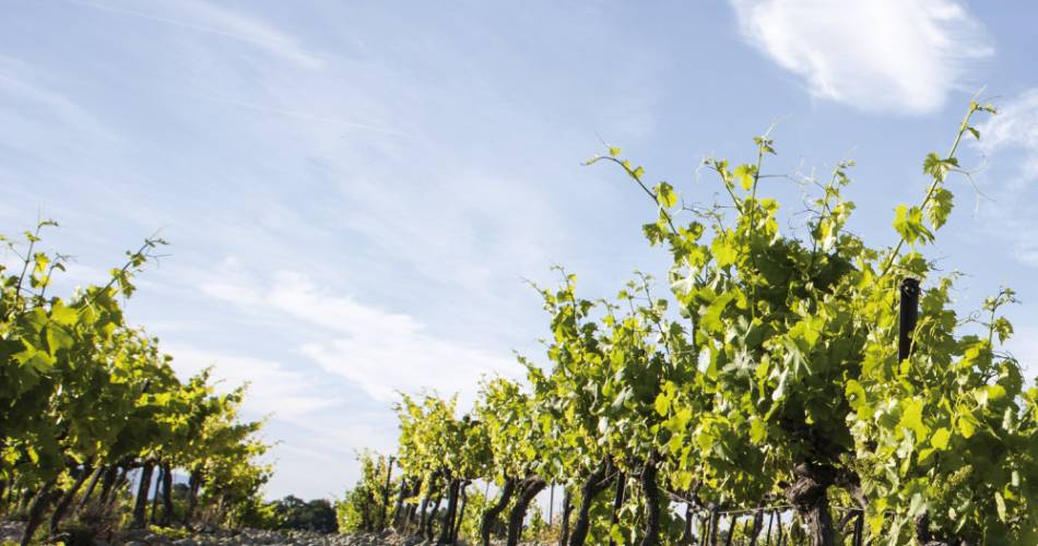 Vignobles la Florane et l’Echevin@© Domaine La Florane