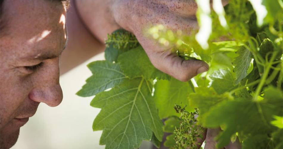 Vignobles la Florane et l’Echevin@© Domaine La Florane