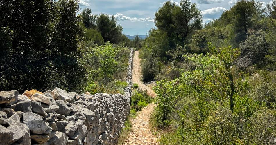 CABRIÈRES D’AVIGNON - De la Cédraie au Mur de la Peste@©OTI Destination Luberon