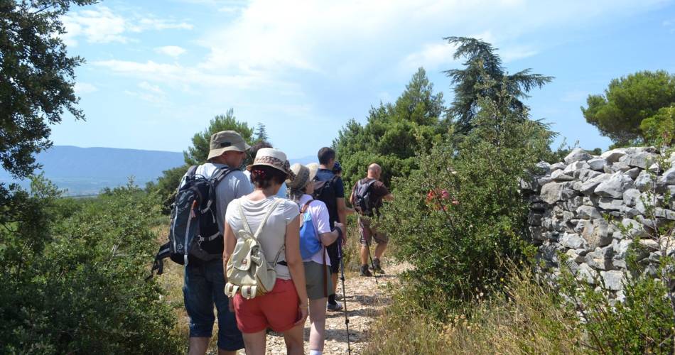 CABRIÈRES D’AVIGNON - De la Cédraie au Mur de la Peste@©OTI Destination Luberon