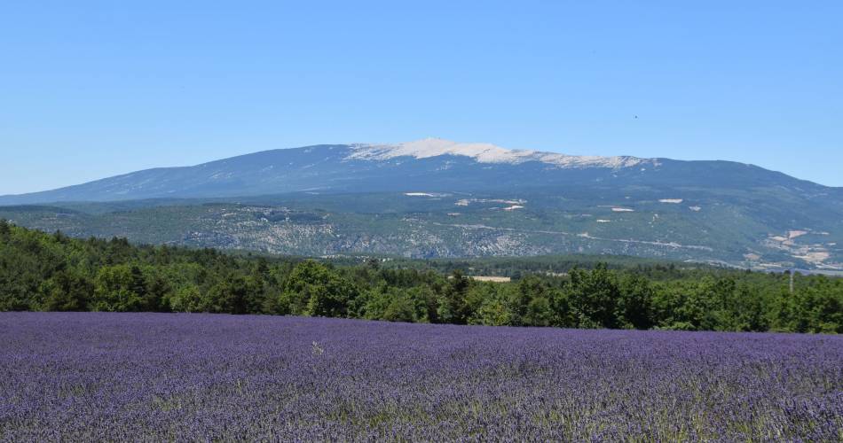 MONIEUX - La ferme de Lausemolan@©E. Aptel - OTI Ventoux Sud