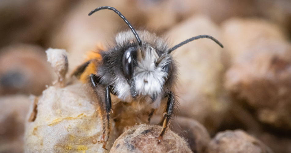 Festival Ventoux Saveurs : Les abeilles sauvages@Jean Marc Cheyrat