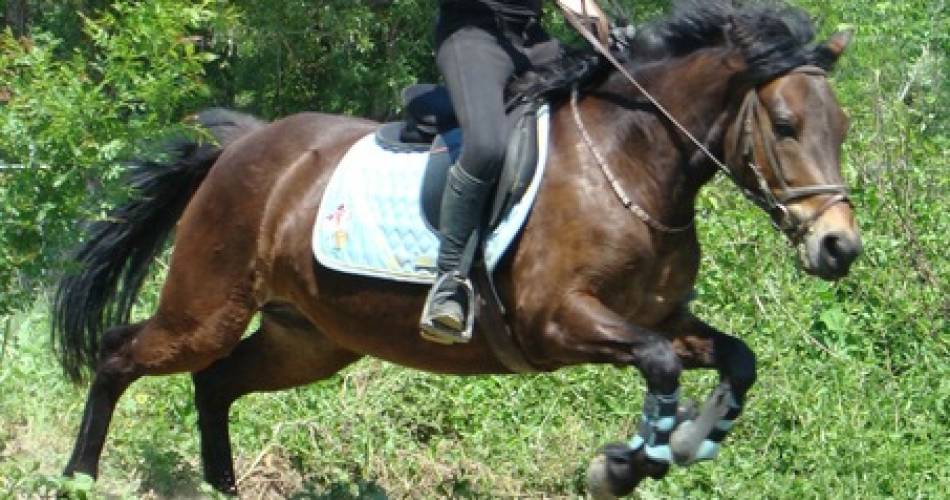 Stage jeune public au centre équestre@©Centre équestre d'Avignon