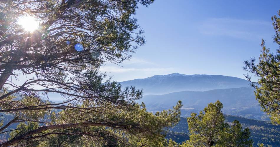 Au coeur des Dentelles de Montmirail@Istock
