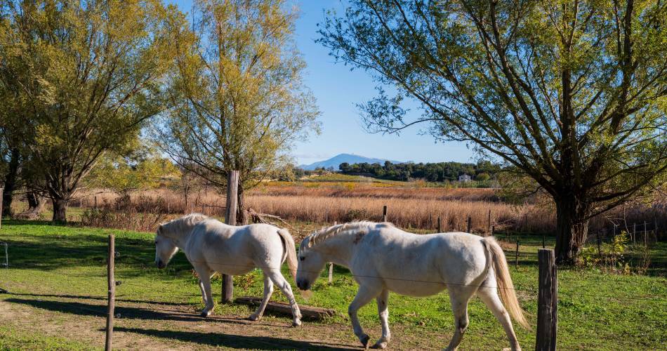 R09 - Etang salé de Courthézon@poptourisme