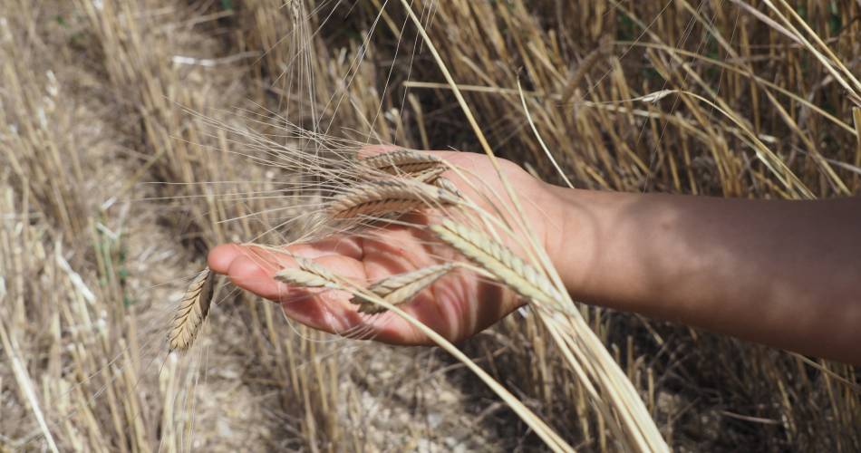 Atelier Tour du monde des Whiskys au château du Barroux@Château du Barroux