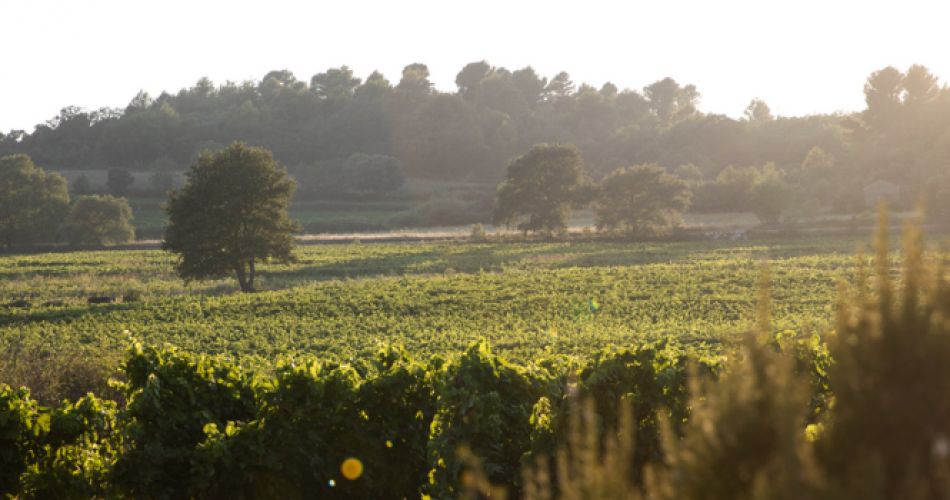 Pitchouns Game at Domaine Le Novi in La Tour d'Aigues@Au coeur du vignoble au Domaine 