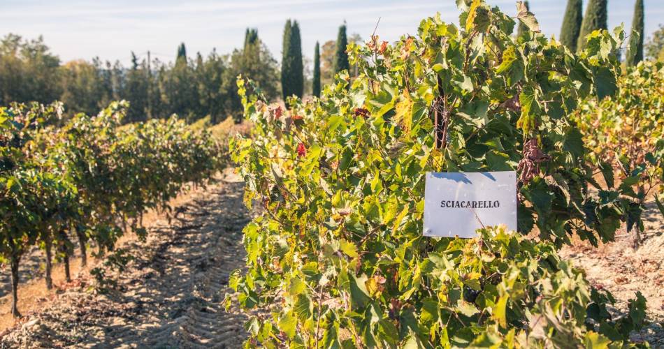 Expérience  au château Turcan à Ansouis@Expérience château Turcan_Ansouis