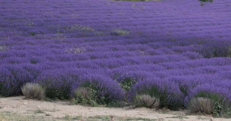 Ventoux Nature & Terroir@Françoise Thurel