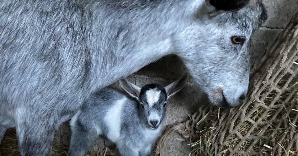 Ferme pédagogique - L'espigaou@© Camille Roman