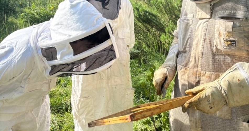 Apinae Apiculture@© Apinae