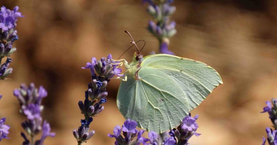 Papillons et lavandes@©Papillons et lavandes
