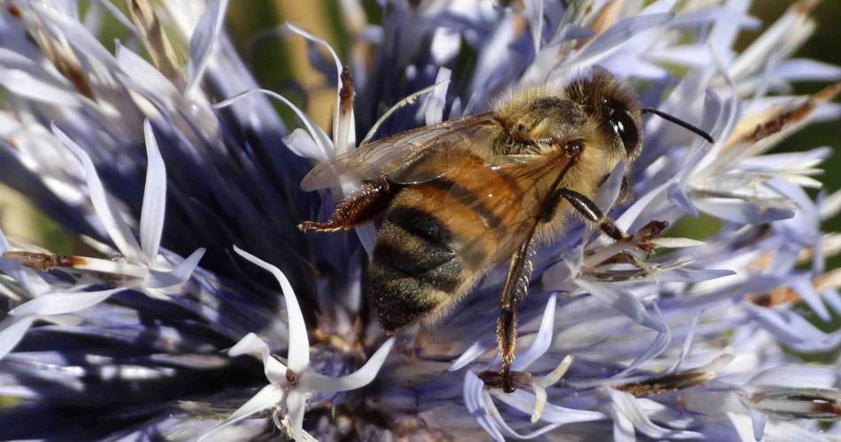 Papillons et lavandes@©Papillons et lavandes