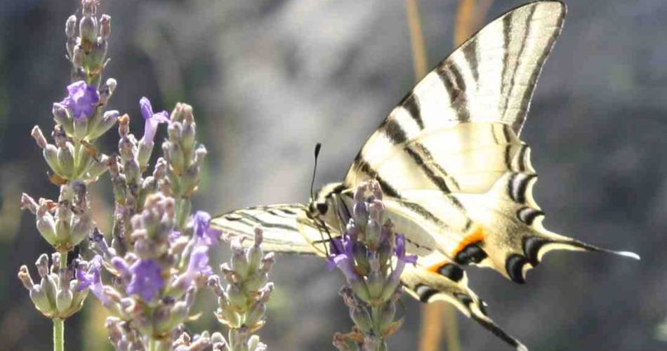 Papillons et lavandes@©Papillons et lavandes