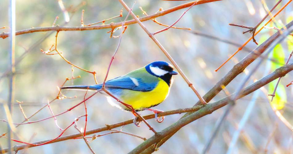 Mezen en insecten helpen de wijnboer@Pixabay