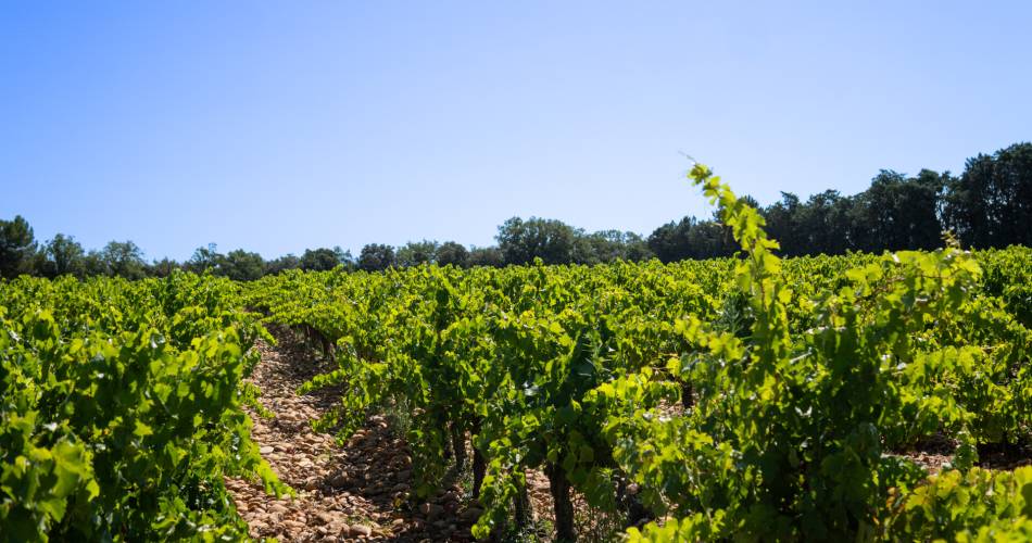 Séjours dans des vignobles d’exception à L'Orélianne@Iss Tourisme