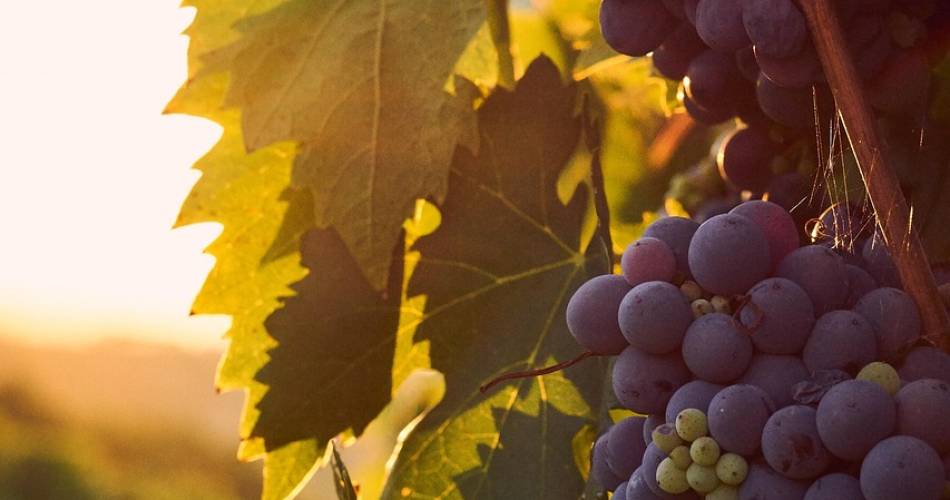 Séjours dans des vignobles d’exception à L'Orélianne@L'Oréliane