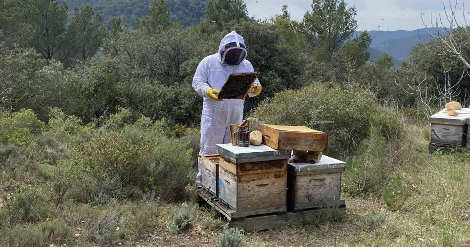 Découverte immersive du monde des abeilles@Le Rucher des Dent'ailes