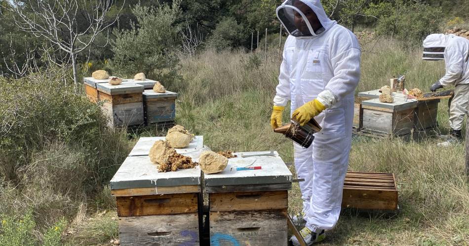 Découverte immersive du monde des abeilles@Le Rucher des Dent'ailes