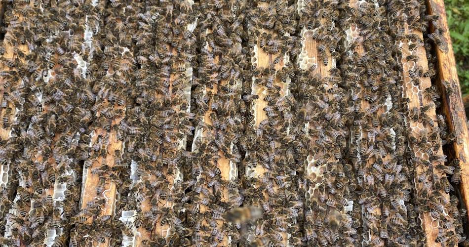 Découverte immersive du monde des abeilles@Le Rucher des Dent'ailes