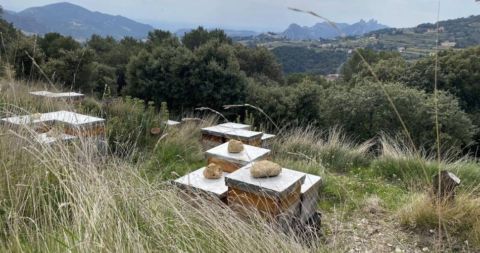 Pique-nique campagnard au Rucher des Dent'ailes@Rucher des dent'Ailes