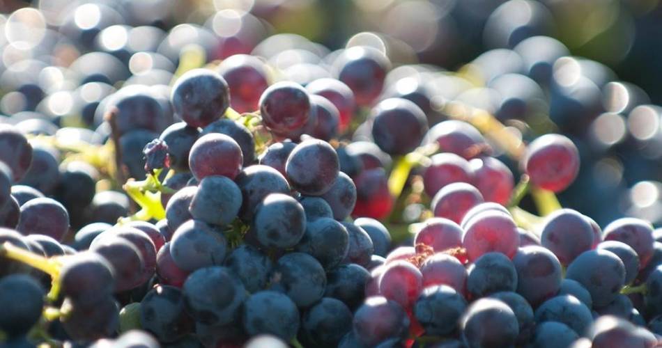 Wine tasting workshop at Domaine des Garances@Domaine des Garances