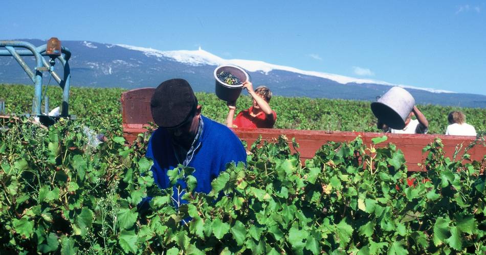 Visite spéciale vendanges@© Château Pesquié