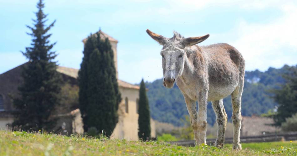 LOURMARIN - Tour du Collet de Pierrouret@©Alain Hocquel - VPA