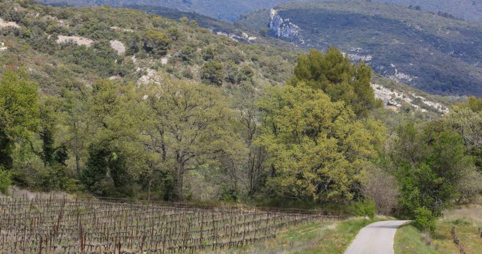LOURMARIN - Tour du Collet de Pierrouret@©Alain Hocquel - VPA