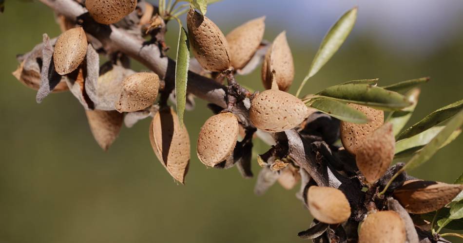 Balade vélo électrique & dégustation produits@Nougats Silvain