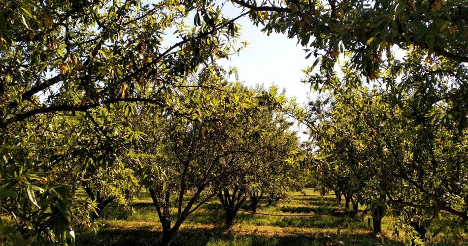 La visite des champs de la nougaterie Silvain@Nougats Silvain