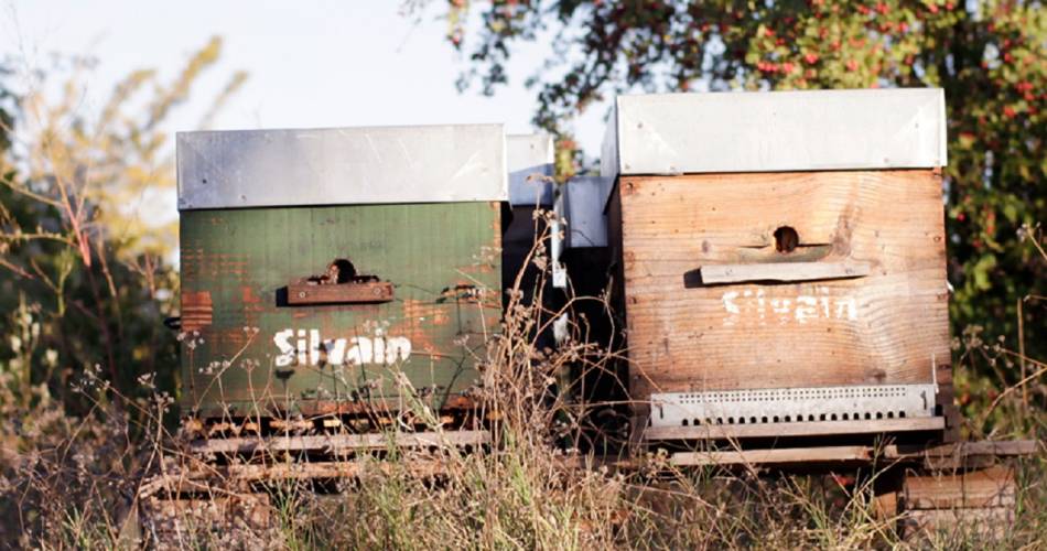 La visite des champs de la nougaterie Silvain@Nougats Silvain
