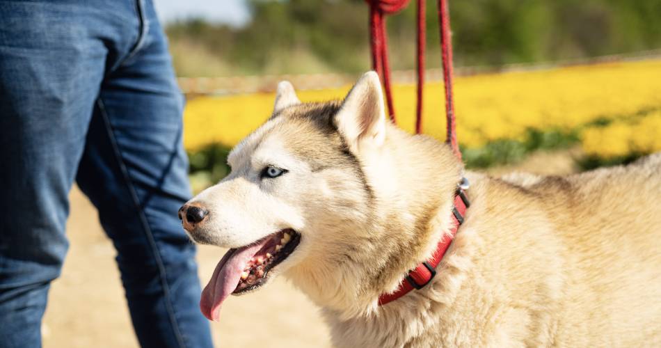 Die Tulpenfelder@b.delhomme